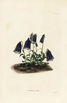 Campanula: Bellflower, Campanula pulla