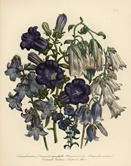 Macrophylla: Bellflower or Campanula species