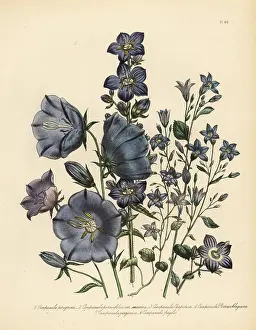 Fragilis: Bellflower or Campanula species