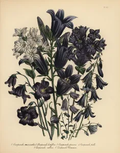 Humphreys: Bellflower or Campanula species