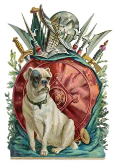 Belligerent: Belligerent Bulldog