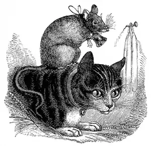 Belling: Belling the Cat