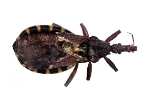 Assassin: Belminus sp. triatomine bug