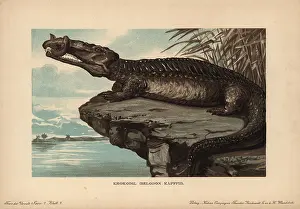 Tiere: Belodon, Krokodil, Belodon kapfii, extinct