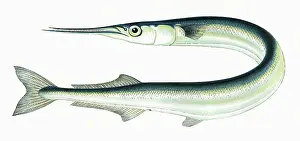 Longnose: Belone belone, or Garfish