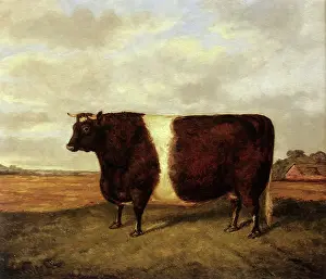Additional: Belted Galloway Cow