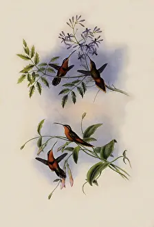Hermit: Belted Hermit and Bishop Hermit
