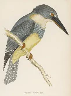 Alcyon: Belted Kingfisher