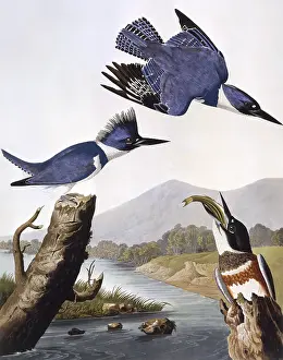 Havell: Belted Kingfisher, by John James Audubon