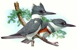 Belted: Belted Kingfishers
