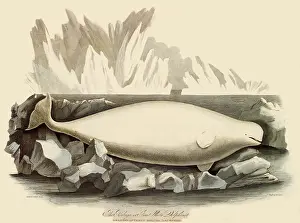 Whales: Beluga Whale