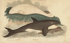 G. Kearsley: Beluga whale and orca