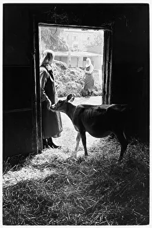 Colin Horsman: Benedictine nuns with beef cattle, Minster Abbey