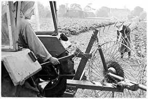 Benedictine nuns farming, Minster Abbey
