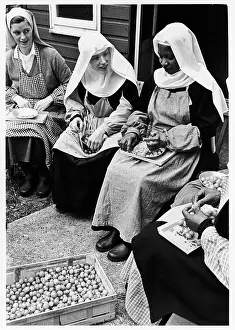 Gooseberries: Benedictine nuns sorting gooseberries, St Cecilia's Abbey
