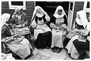 Sore: Benedictine nuns sorting gooseberries, St Cecilia's Abbey