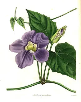 Grandiflora: Bengal clockvine or large-flowered thunbergia