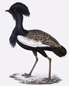 Bengalensis: Bengal Florican, Eupodotis bengalensis