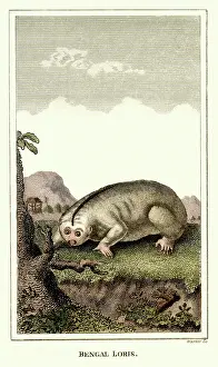 Apes: Bengal Loris