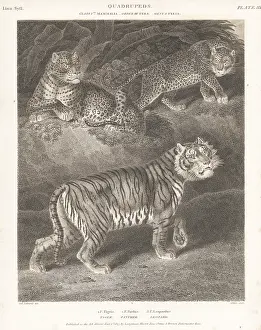 Orme And Brown: Bengal tiger and African leopards