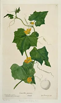 Endeavour: Benincasa hispida, wax gourd