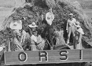 Drained: Benito Mussolini during the harvest, 1936