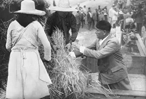 Drainage: Benito Mussolini during the harvest, 1936