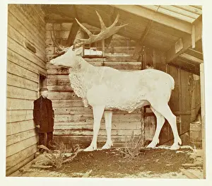Epitheria: Benjamin Waterhouse Hawkins & giant Elk model