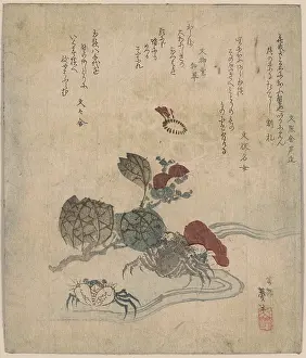Camellia: Benkei crab and camellia