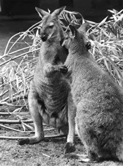 Wallaby: BENNETT'S WALLABIES