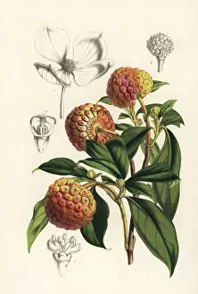 Dogwood: Bentham's cornel, Cornus capitata