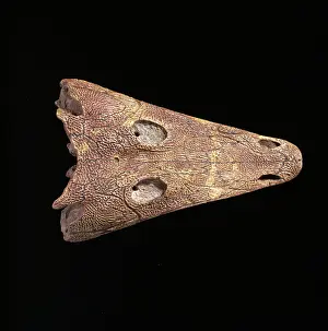 Temnospondyli: Benthosuchus sushkini