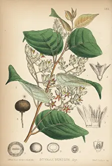 Styrax: Benzoin, Lindera benzoin