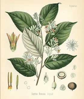 Styrax: Benzoin tree, Styrax benzoin