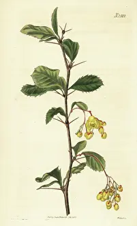 Godalming: Berberis umbellata