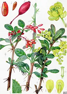 Jaundice: Berberis vulgaris