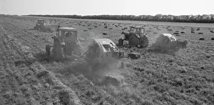 Harvested: Berezanskoe experimental seed farm