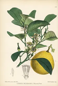 Bergamot: Bergamot lemon, Citrus limon