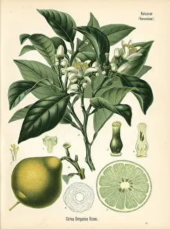 Bergamot: Bergamot orange, Citrus bergamia