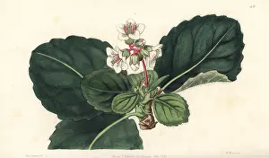 Lindley: Bergenia ciliata
