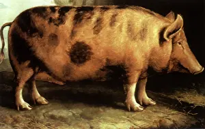 Mottled: Berkshire Pig