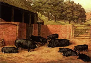 Piglets: Berkshire Pigs
