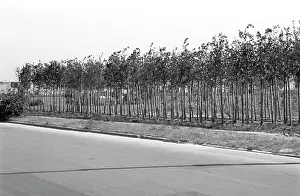 Unkown: Berlin - reforesting of Tiergarten around 1950