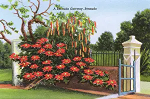 Bermudan: A Bermuda Gateway