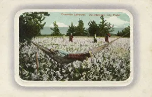 Bermudan: Bermuda Labourer - Outerbridges Lily Field