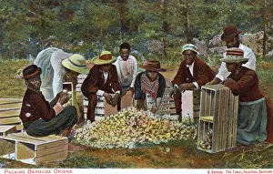 Exporting: Bermuda - Packing Onions
