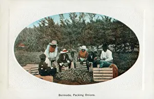 Packer: Bermuda - Packing Onions