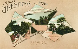 Grasmere: Bermuda - Palms at Paget, Grasmere view and Oleanders