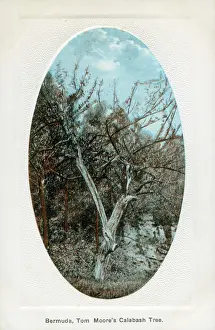 Bermuda: Bermuda - Tom Moore's Calabash Tree