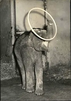 Hula: Berolina, baby elephant at Medrano Circus